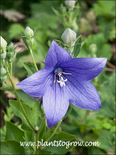 Astra Blue Balloon Flower